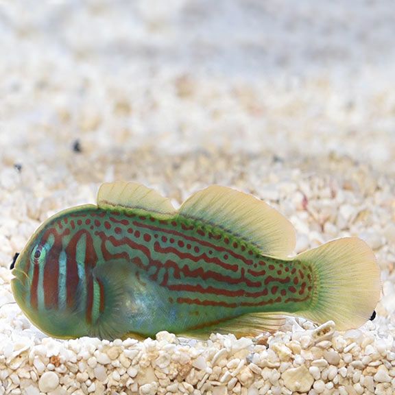 Citron Goby GREEN