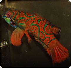 GOBY:MANDARIN;RED,JAKARTA