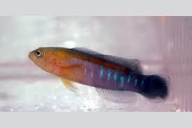 PSEUDO:BLUE BAR MALE