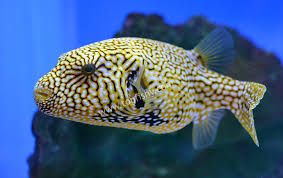 PUFFER:MAP MED