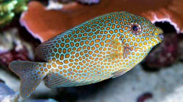 RABBITFISH:BLUE AND GOLD MED