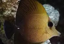 TANG:SCOPAS LG