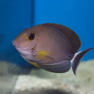 TANG:YELLOW FIN SM