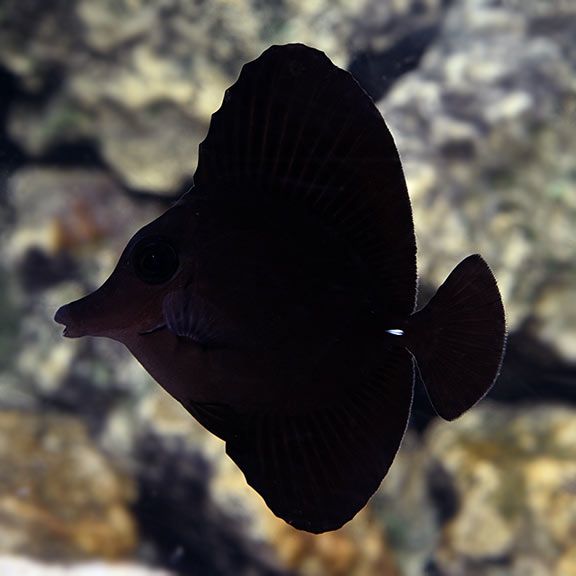 TANG:BLACK LONGNOSE LG