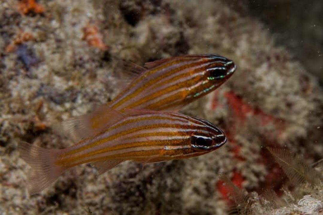 Orange line carnial