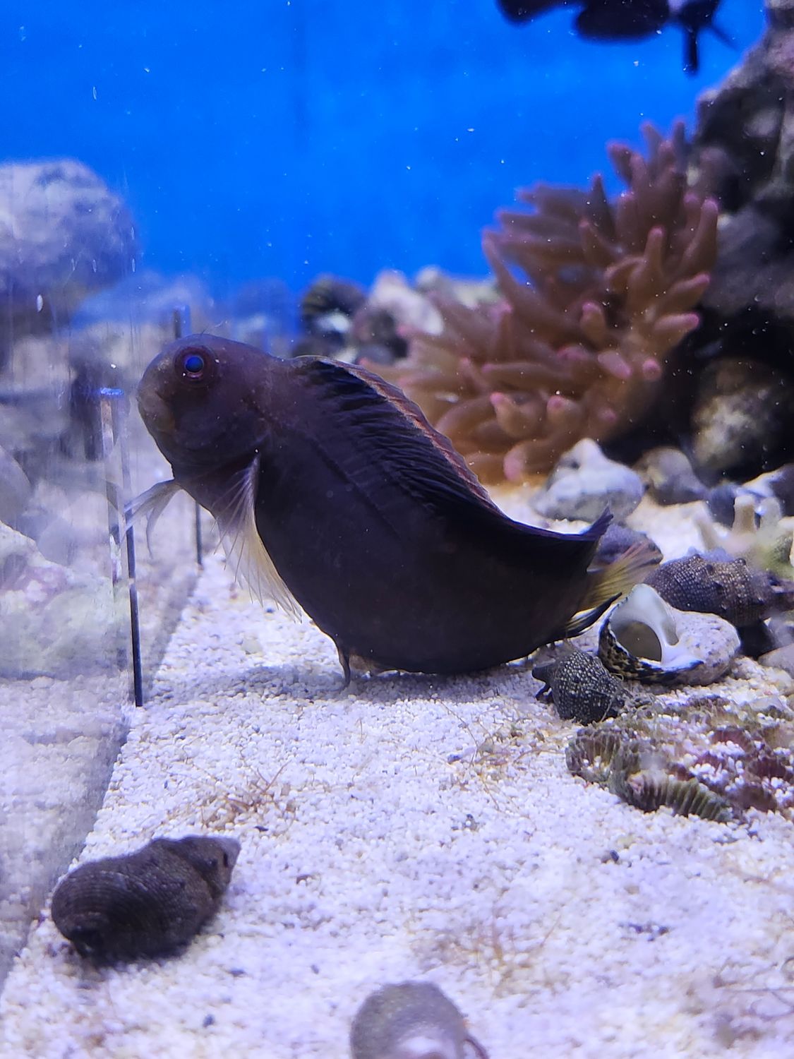 Lacy Fin Blenny