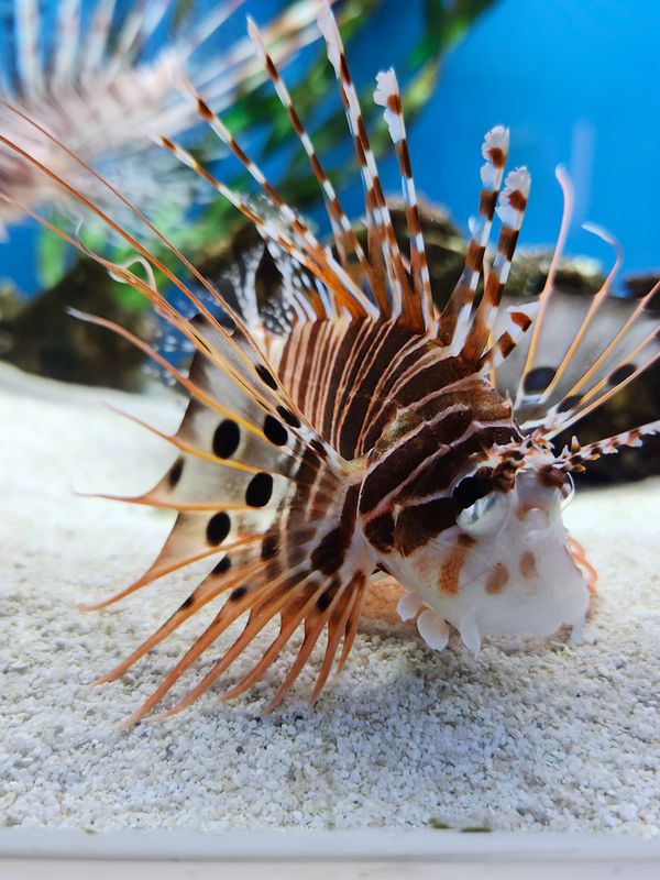 Antennata Lionfish M