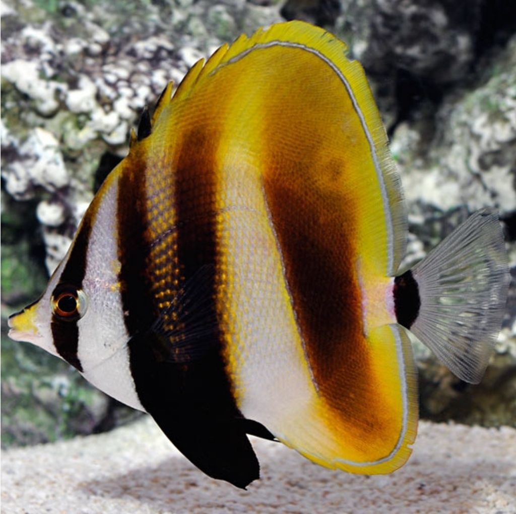 High fin coradion XLG