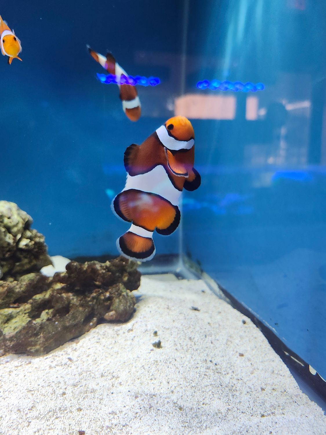 Fancy clownfish Jumbo