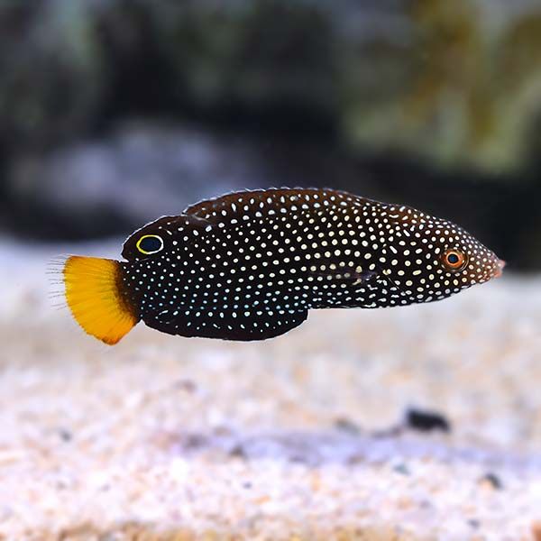 WRASSE:ANAPSES;YELLOW TAIL