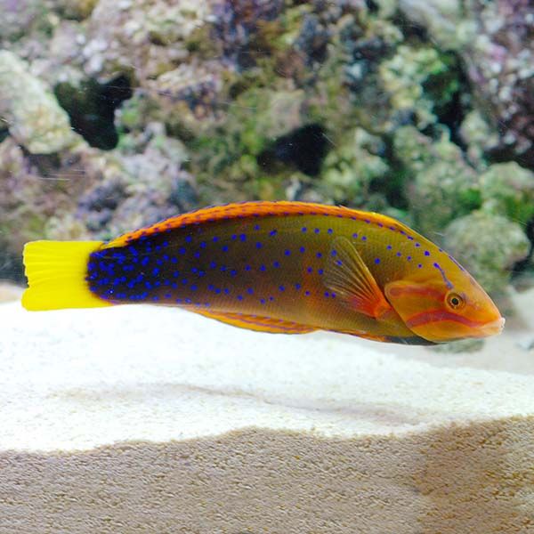 WRASSE:CORIS;RED,ADULT