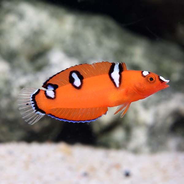WRASSE:CORIS;RED,JUV.