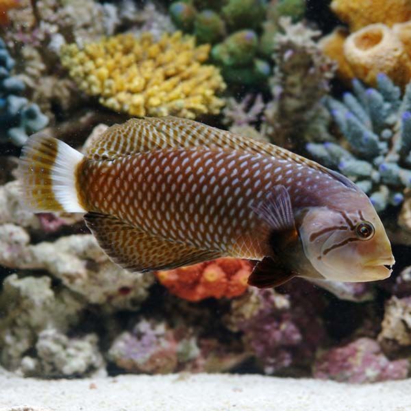 WRASSE:DRAGON FIJI