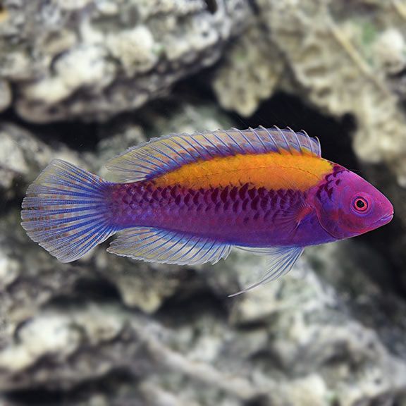WRASSE:FAIRY;ORANGE BACK