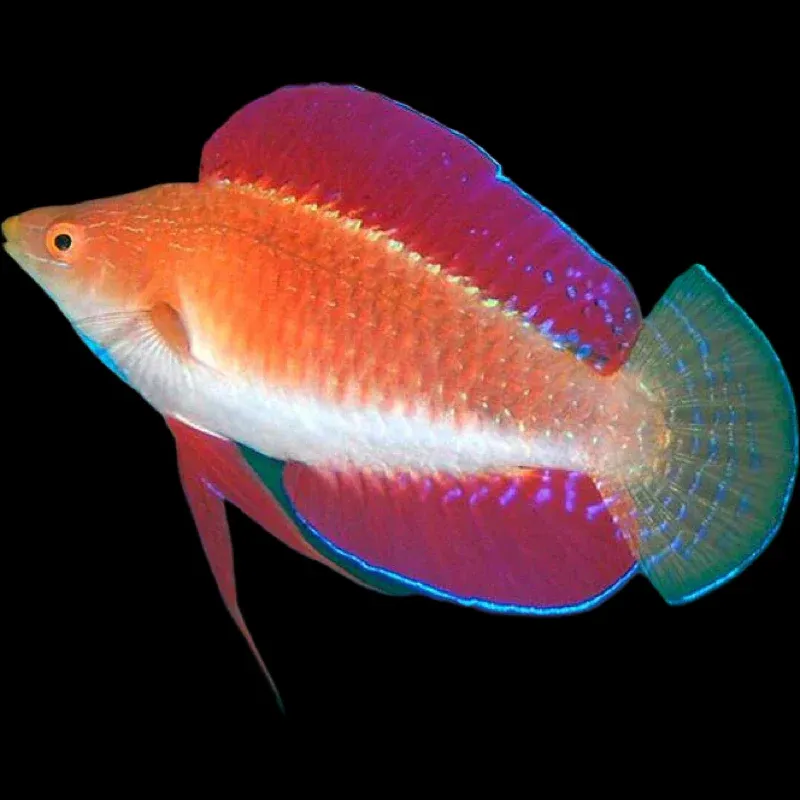 WRASSE:FAIRY,RED FIN