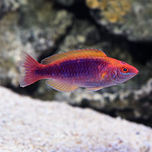 WRASSE:FAIRY;LUBBOCKS,MALE