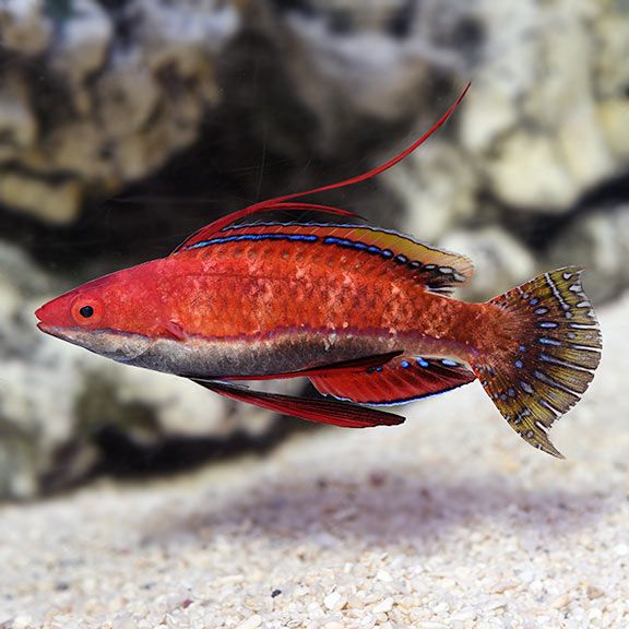 WRASSE:FAIRY;SRI LANKA MED