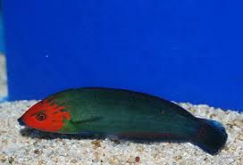 WRASSE RED HEAD