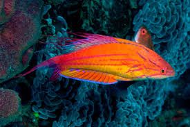 WRASSE:FLASHER,FILAMENT,MALE