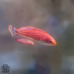 WRASSE:FLASHER;CARPENTERS