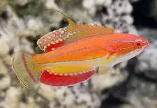 WRASSE:FLASHER;McCOSKER&#39;S