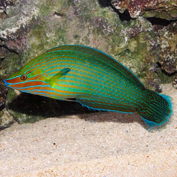 WRASSE:RICHMOND, FEMALE