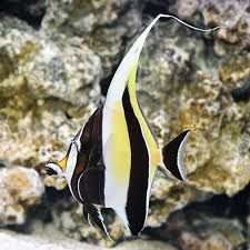 MOORISH IDOL