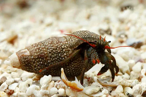 CRAB:HERMIT;RED LEG REEF,COMMON