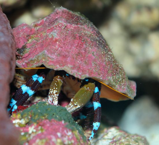 CRAB:HERMIT;BLUE KNUCKLE MED