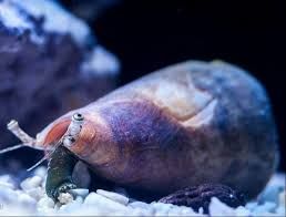 MOLLUSK:CONCH;STROMBUS,TONGA