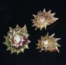 MOLLUSK:SNAIL:NINJA STAR