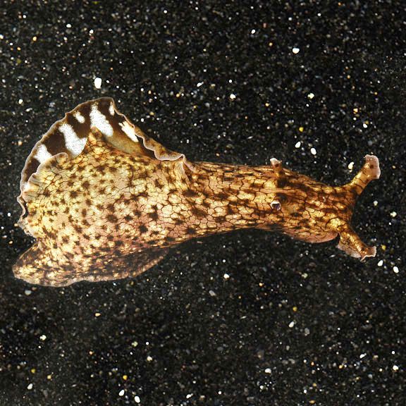 MOLLUSK:SLUG;SEA HARE MED