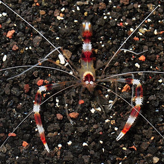 SHRIMP:BANDED CORAL