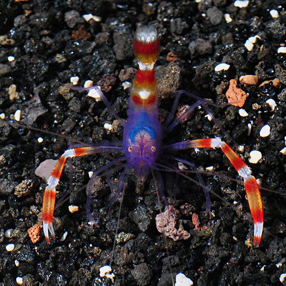 SHRIMP:BANDED CORAL;BLUE FIJI