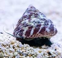 MOLLUSK:SNAIL;TROCHUS,TIGER TURBO