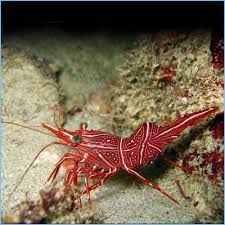 SHRIMP:CAMEL;DANCING