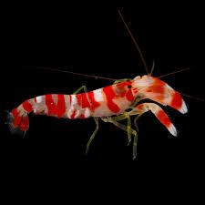 SHRIMP:CANDYSTRIPE;WATCHMAN,RANDALII