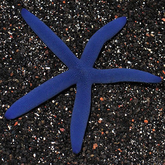 STAR:LINKIA,BLUE SM