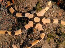 STAR:BRITTLE;SERPENT,BANDED MED