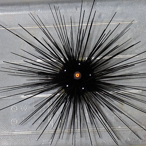 STAR:URCHIN;LONGSPINE,BLACK FIJI