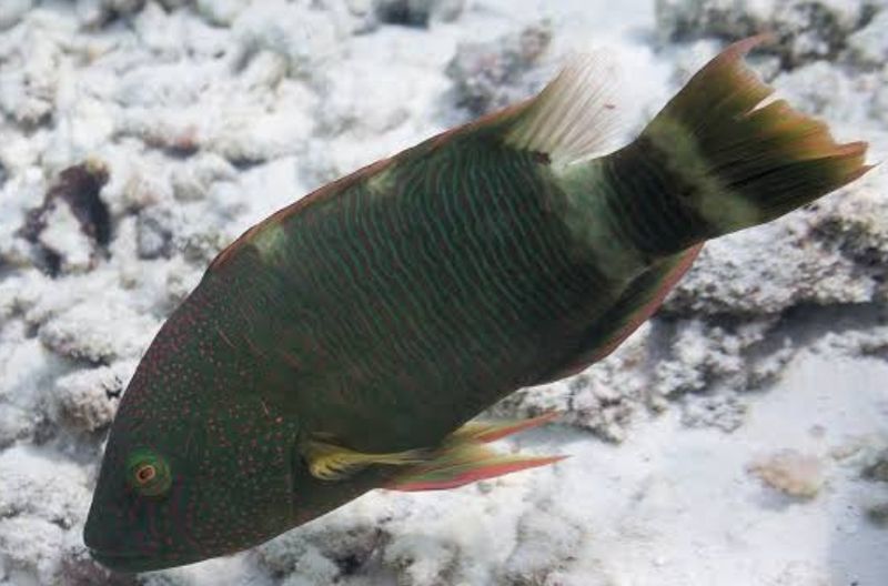 WRASSE:TRIPLE TAIL MAORI