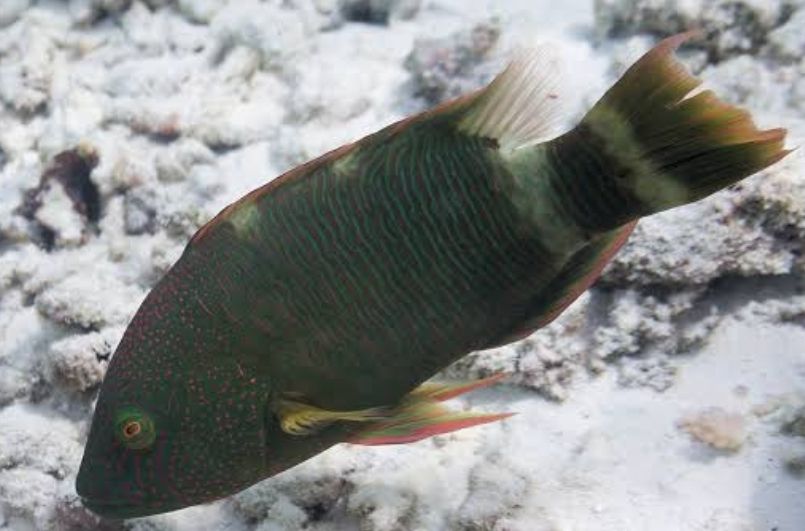 WRASSE:TRIPLE TAIL MAORI