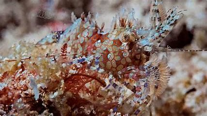 SHRIMP:SARON