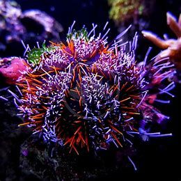 STAR:URCHIN;PIN CUSHION,COLORED