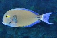 RING TAIL TANG