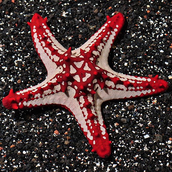 STAR:AFRICA;RED KNOB
