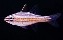 Red Strip Cardinal