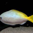 YELLOW TAIL FUSI;LIER