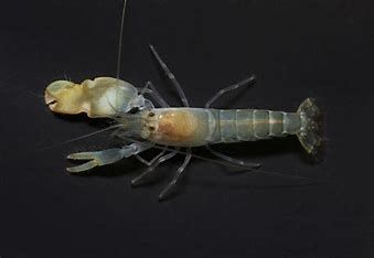 pistol shrimp
