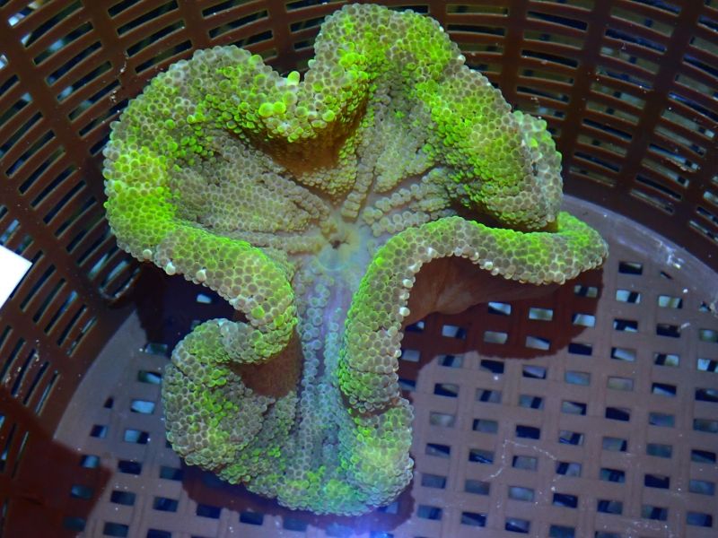 ANEMONE:SADDLE CARPET